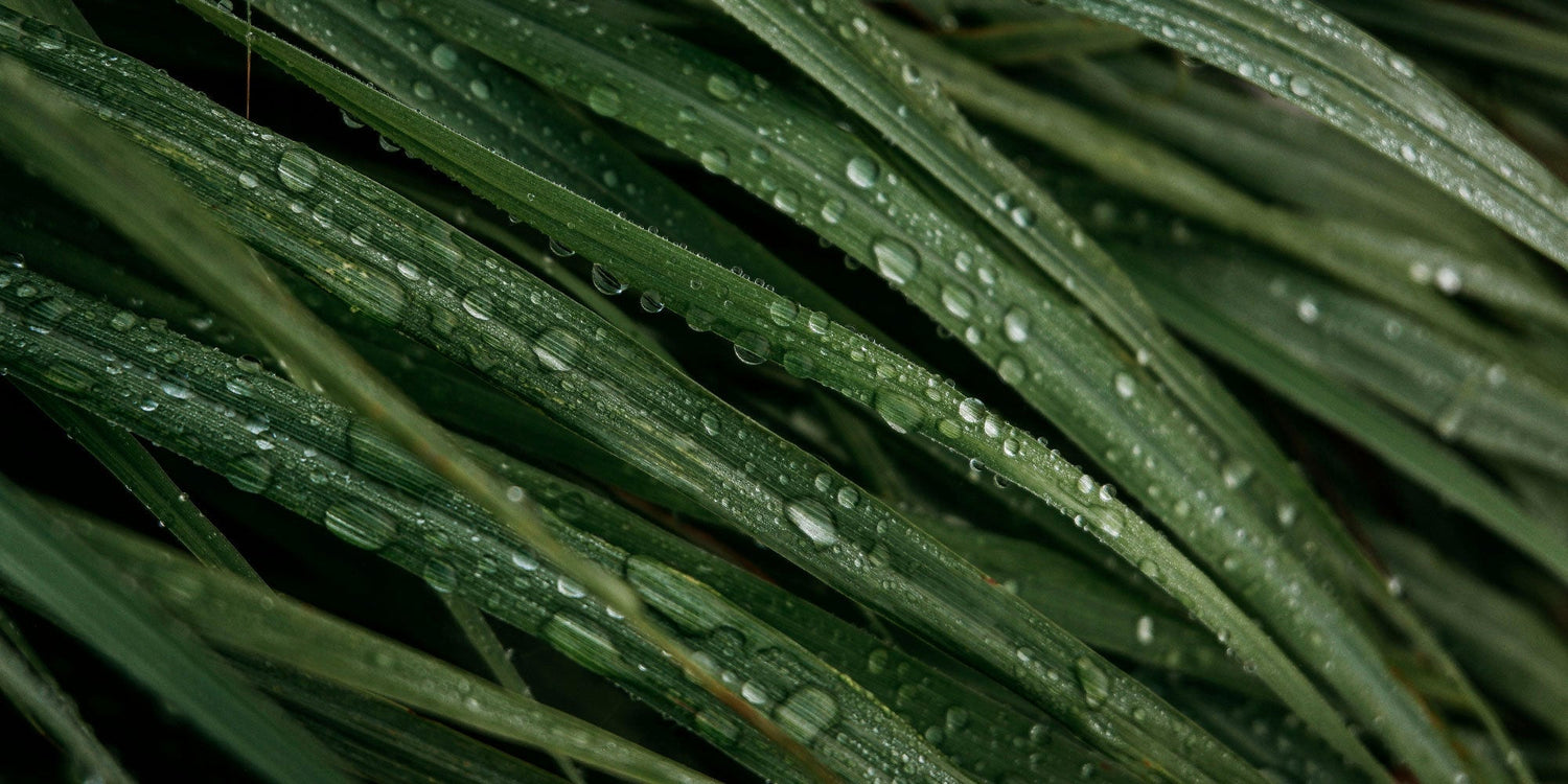 湿気と皮脂バランス　梅雨時期の肌を快適に保つコールドプロセスの使用法
