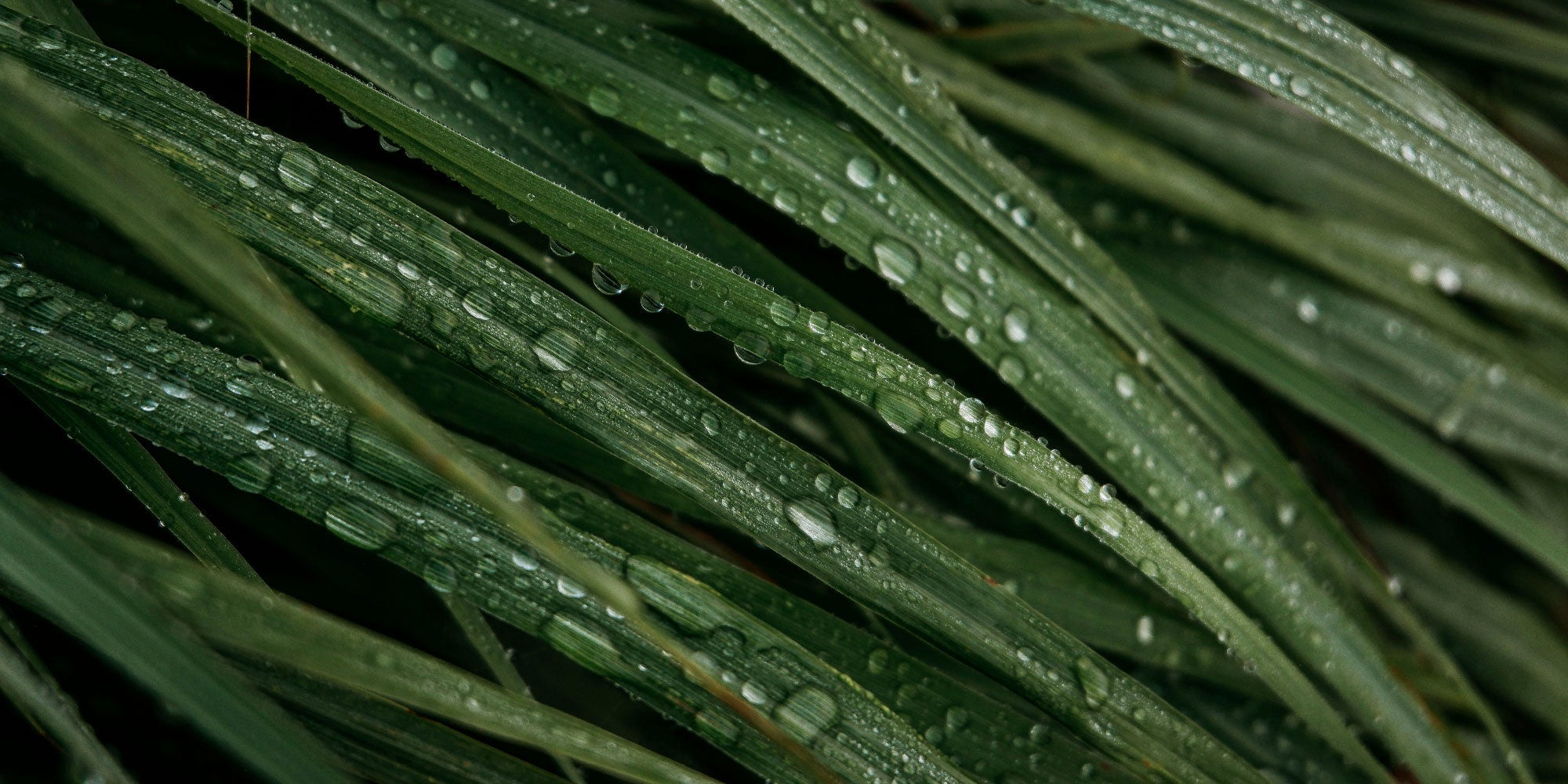 湿気と皮脂バランス　梅雨時期の肌を快適に保つコールドプロセスの使用法